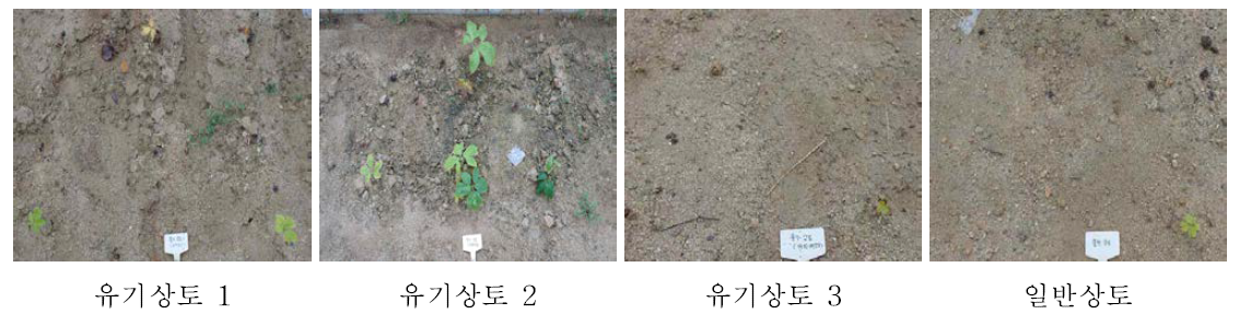 누룩치 정식 후 60일 포장 상황