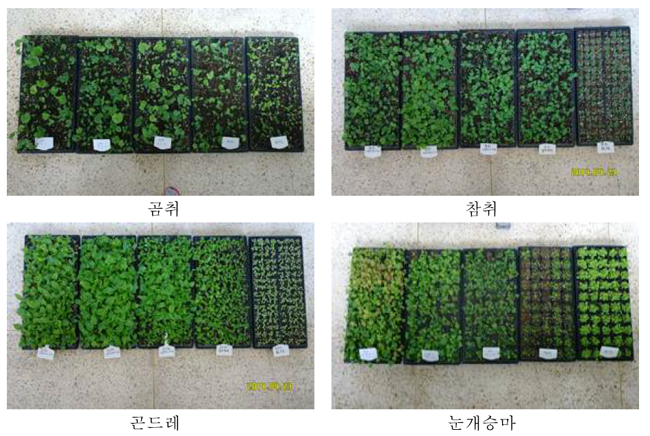 광처리별 생육상황(파종 후 25일)
