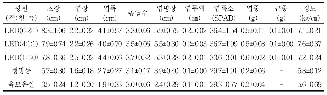 광처리 별 곰취의 생육 및 묘소질(파종 후 25일)