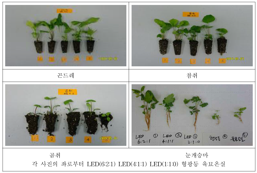 인공광 처리시 작목별 생육상황