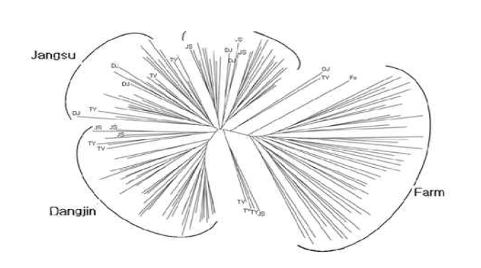 Phylogenetic tree of Korean black goat lines and farm Crossbred goats in 4 farms of Jeonla province