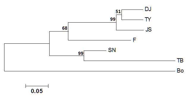 Phylogenetic tree 1 of Korean black goats and farm Crossbred