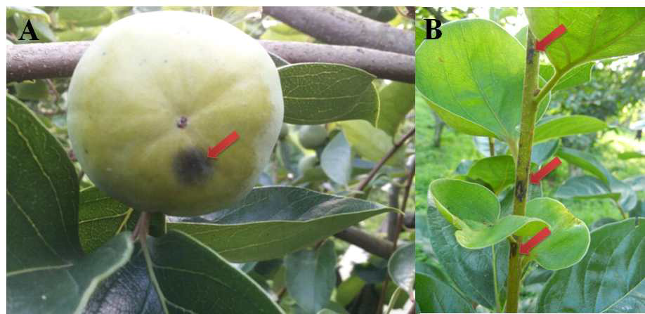 탄저병증상. A: 신초에 발생한 탄저병, B: 과일에 발생한 탄저병.