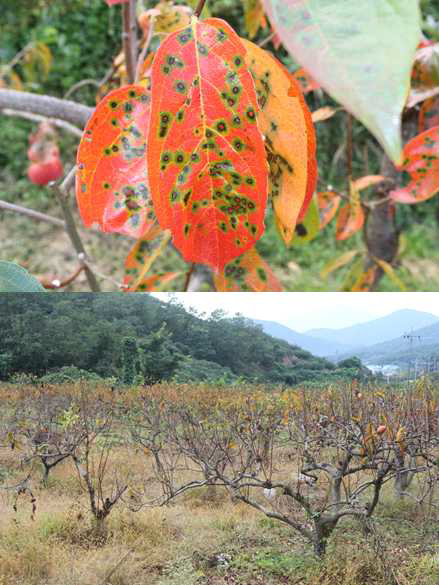 감나무 둥근무늬낙엽병의 전형적인 병징과 피해과원(2014. 10. 창원)