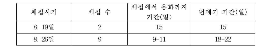 가을뒷노랑밤나방의 채집시기와 발육기간