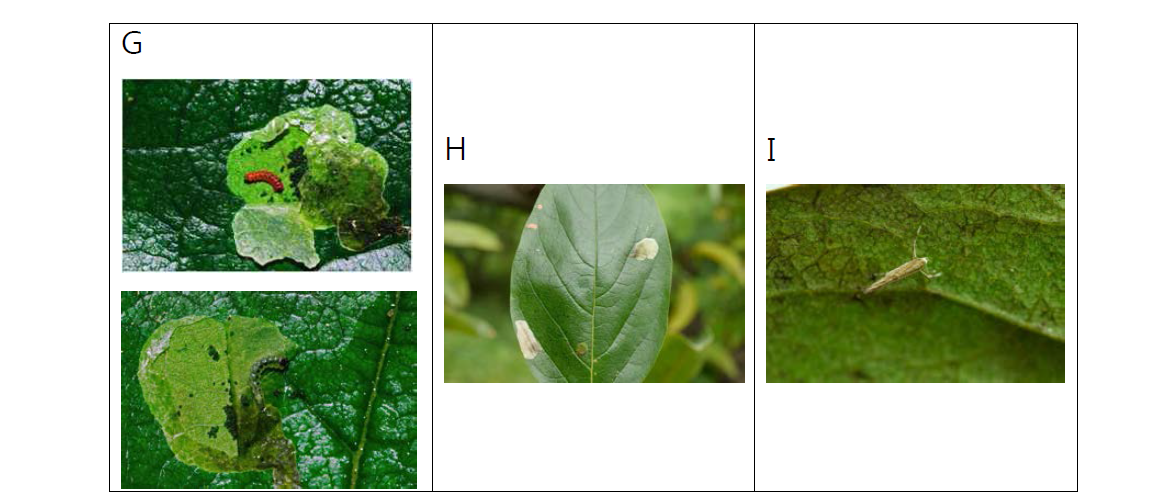 감잎 표피 속의 감잎굴나방 유충(왼쪽), 피해증상(가운데) 및 성충(오른쪽)