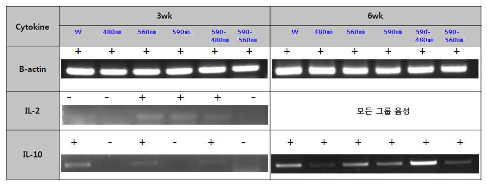 LED 조명에 따른 Cytokine 발현능