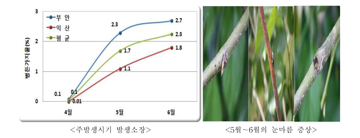 2013년 눈마름병 발생 소장.