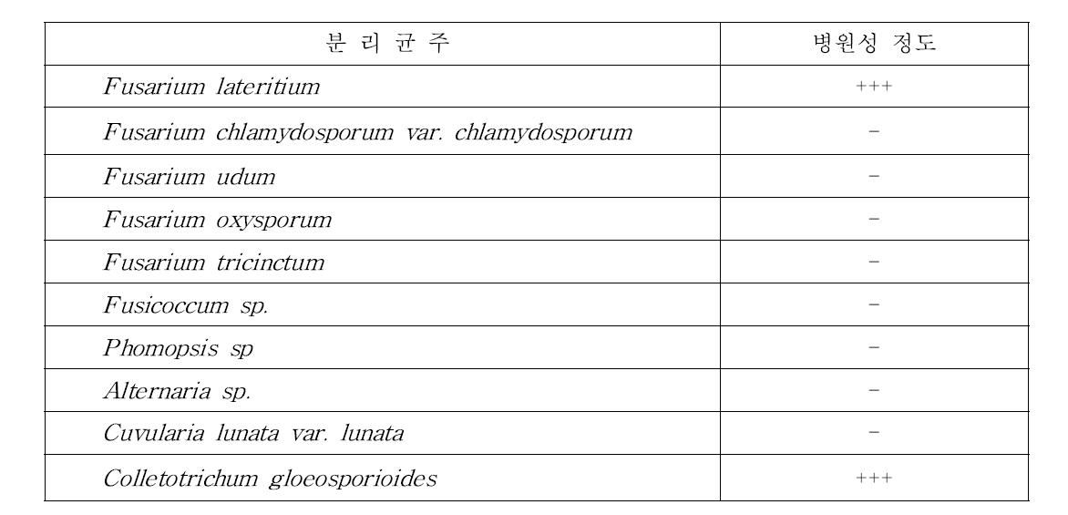 눈마름 증상에서 분리된 병원균의 병원성 검정.