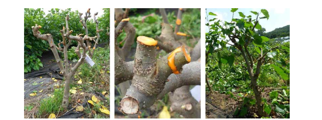 Pruned mulberry tree for study. Left, pruned tree; center, cut part with thiophanate-methyl; right, Control.