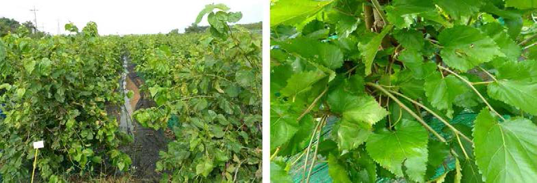 Shoots of mulberry with Control at growing season.