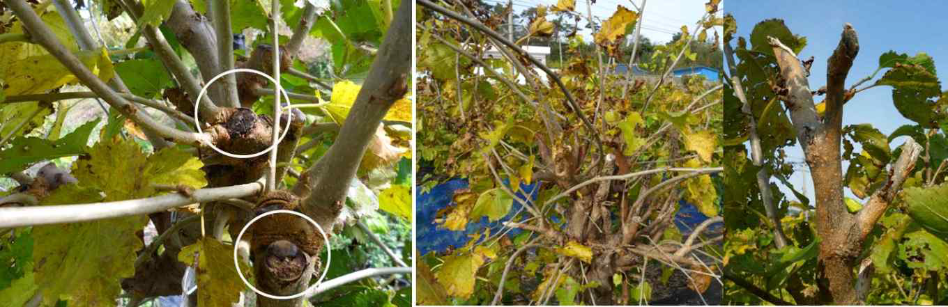 Mulberry tree with Control at leaf falling season.