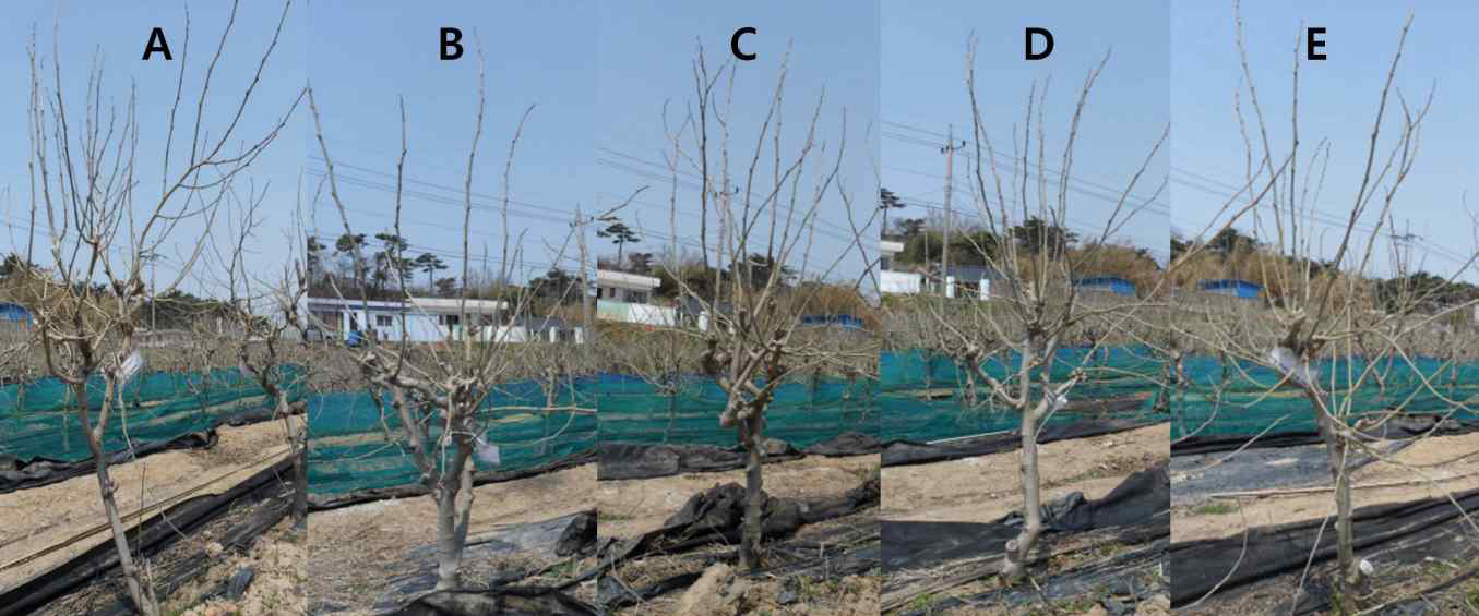 Mulberry tree at falling date by pruning date. A, Control; B, harvest; C-E, one-three weeks after harvest date.