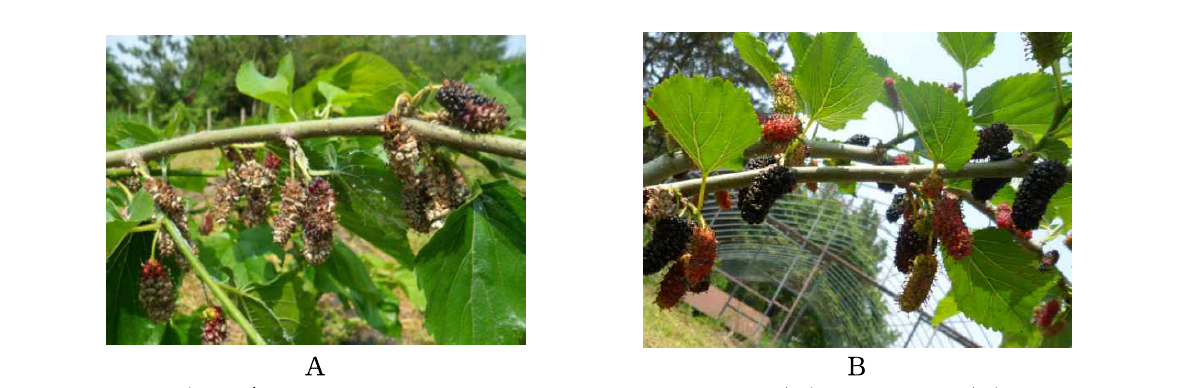 ‘Buan’ mulberry fruits with chemical non-spray (A) and spray (B) at Iksan in 2013.