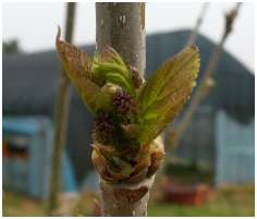 Photo of leafing stage of mulberry tree in this study.