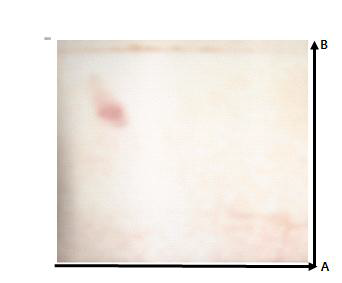 Thin layer chromatogram of exopolysaccharide on mulberry leaves fermentation..