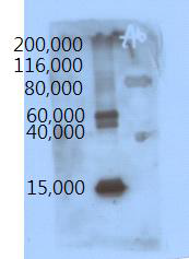 SDS-PAGE spectrum of exopolysaccharide on mulberry leaves fermentation.