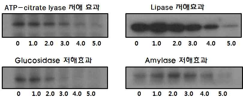 The ATP-citrate lyase, Lipase, Glucosidase and Amylase inhibition activity of exopolysaccharide on mulberry leaves fermentation.