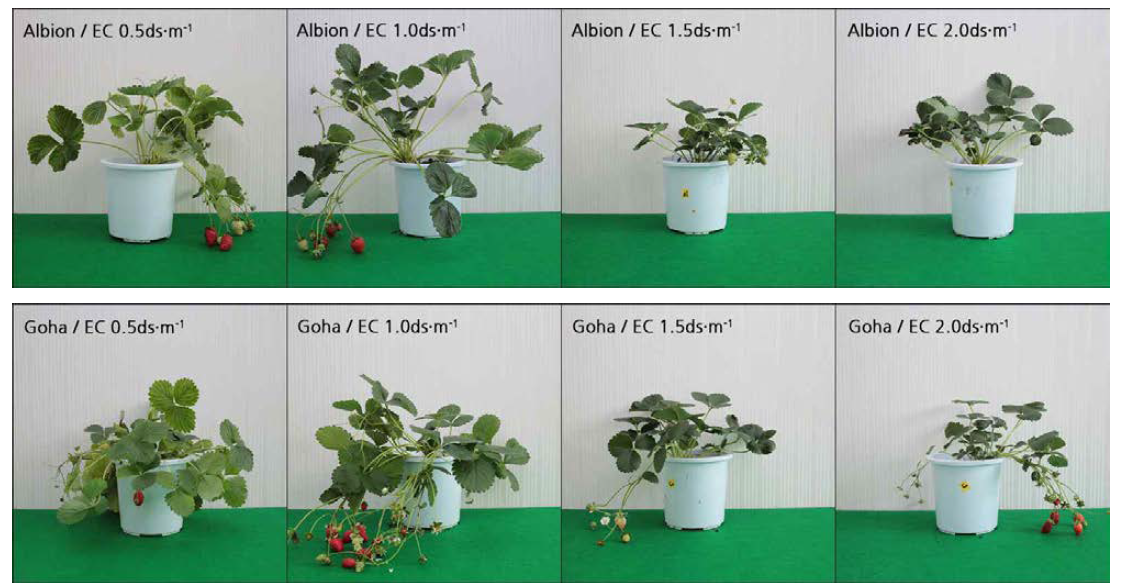 Effects of nutrient solution strength on growth and development