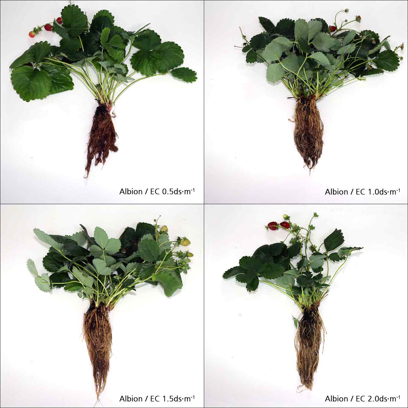 Effects of nutrient solution strength on growth and development characteristics of strawberry ‘Albion’