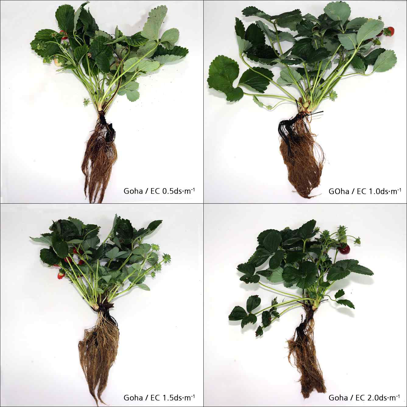 Effects of nutrient solution strength on growth and development characteristics of strawberry ‘Goha’