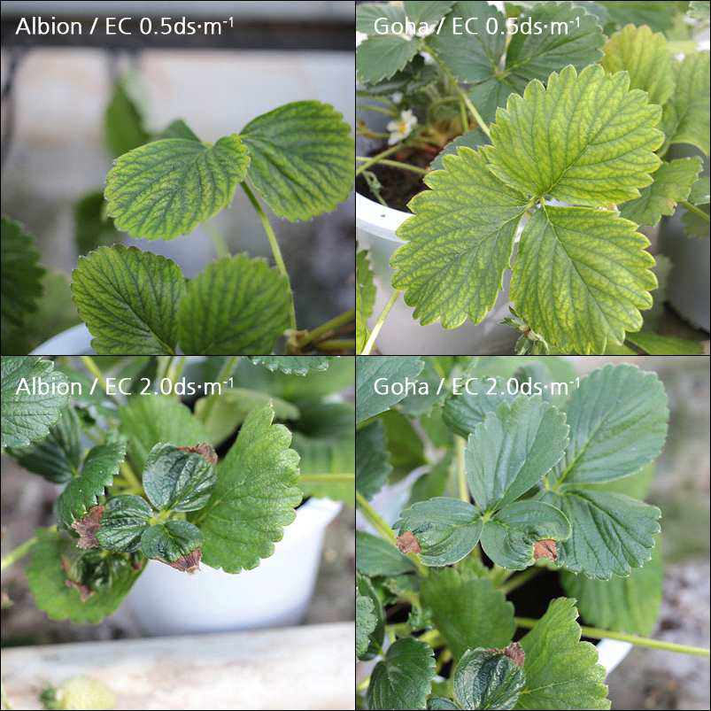 Deficiency symptom expression of two strawberry cultivars during the experiment