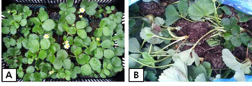 Used cultivars in this experiments