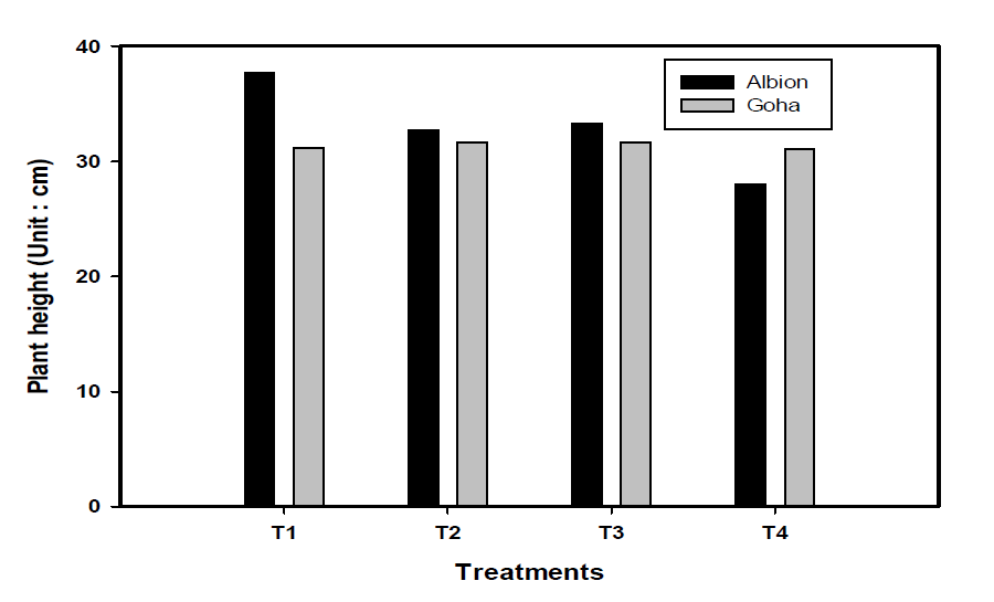 Plant heights of two strawberry by treatments.