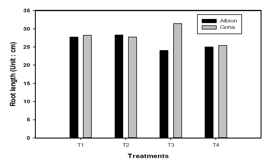 Root length of two strawberry by treatments.