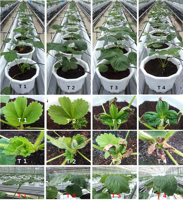 Effects of nutrient solution strength on growth and development