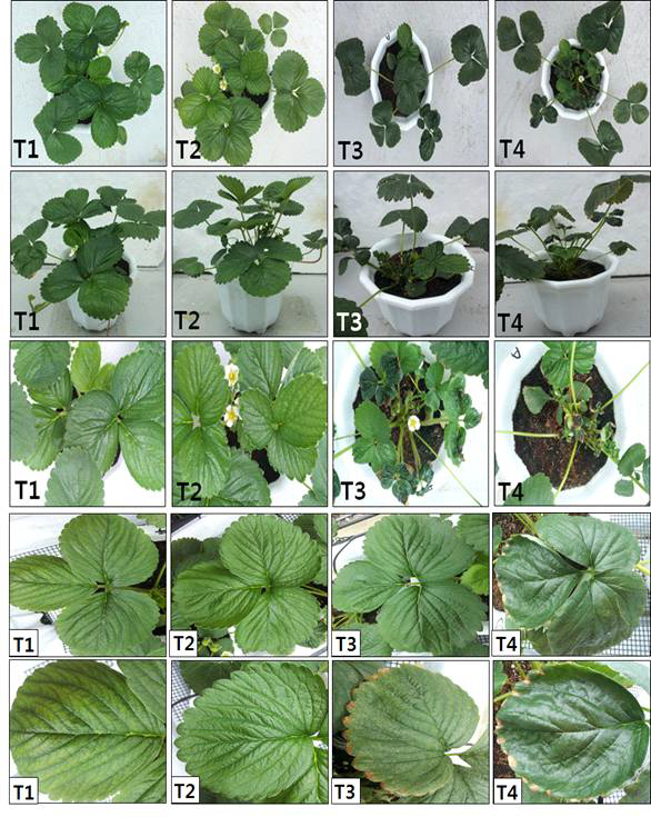 Effects of nutrient solution strength on growth and development characteristics of strawberry(Albion).