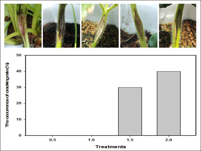 The occurrence of crack on the stem of strawberry(Albion).