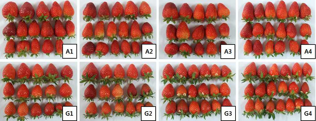 Comparison on fruits of two strawberry by treatments.