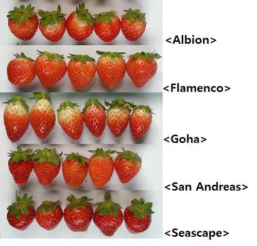 Fruit appearance of five cultivars of everbearing strawberry grown on high land (700 m above sea level) in Pyeongchang area in 2013.