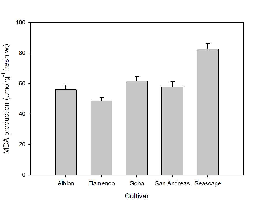 MDA production in fruits of everbearing strawberries grown on highland (700 m above sea level) in Pyeongchang area in 2013. The data presented the means ± SE (n=10).