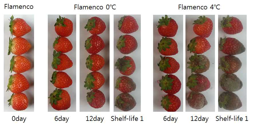 Changes in appearance storage periods for 12 days at 0℃ and 4℃ and additional shelf life for 1 day at 25 ℃ of ‘Flamenco’ strawberry grown on high land in Pyeongchang area in 2014.