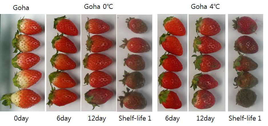 Changes in appearance storage periods for 12 days at 0℃ and 4℃ and additional shelf life for 1 day at 25℃ of ‘Goha’ strawberry grown on high land in Pyeongchang area in 2014.