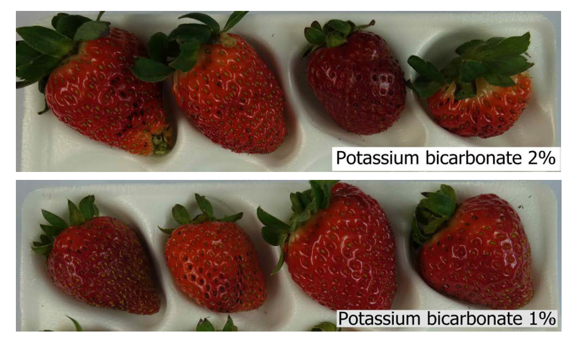 Black spot on potassium bicarbonate treatment of everbearing starwberries at harvest grown on high land in Gangwon.