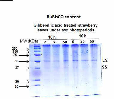 일장과 GA 농도에 따른 암반응계 Rubisco 함량