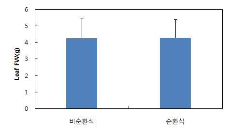 10주간 딸기 엽 생체중