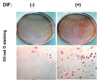 Lipid formation in hAMSCs using Oil Red O staining.