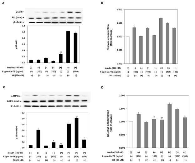 Effect of vanadium-enriched green tea extract on the phosphorylation of AMPK and glucose consumption.