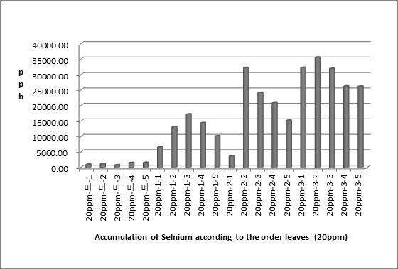Selenium content (ppb/kg) about numerical order of young leaves treated with 20ppm organic Selenium by foliar spray (harvested on May 16). Mean values were compared with Duncan’s multiple range test at 5% level.