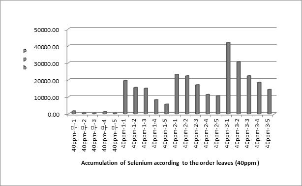 Selenium content (ppb/kg) about the numerical order of young leaves treated with 40ppm organic Selenium by foliar spray (harvested on May 16). Mean values were compared with Duncan’s multiple range test at 5% level]