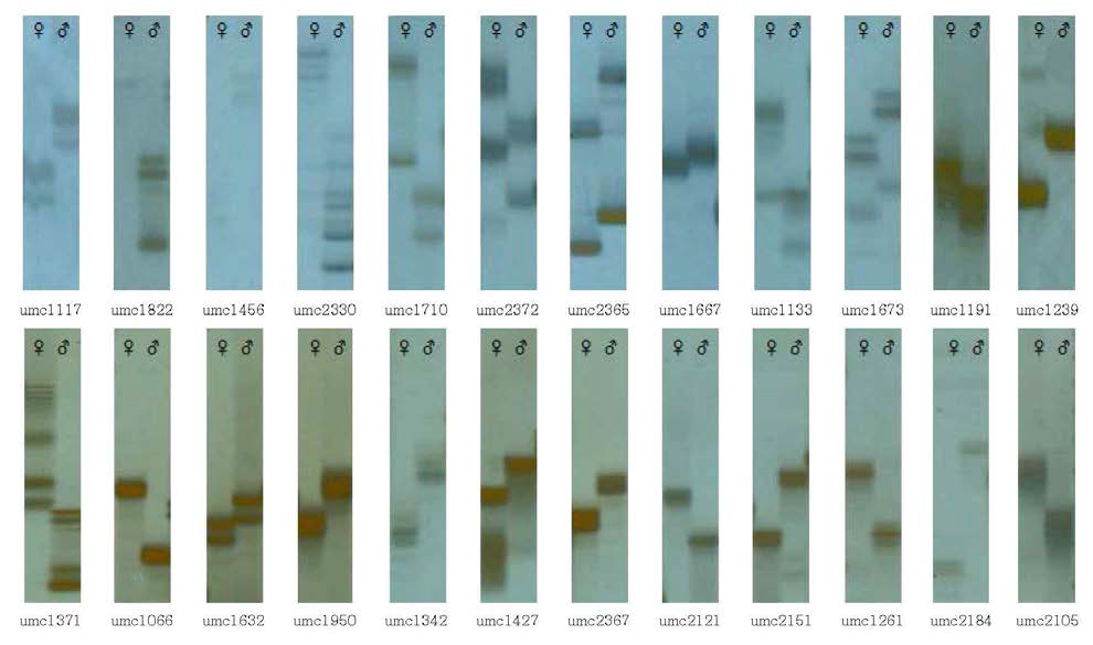 오륜팝콘 품종의 교배친 자식계통들에서 다형성을 나타내는 SSR primer 선발