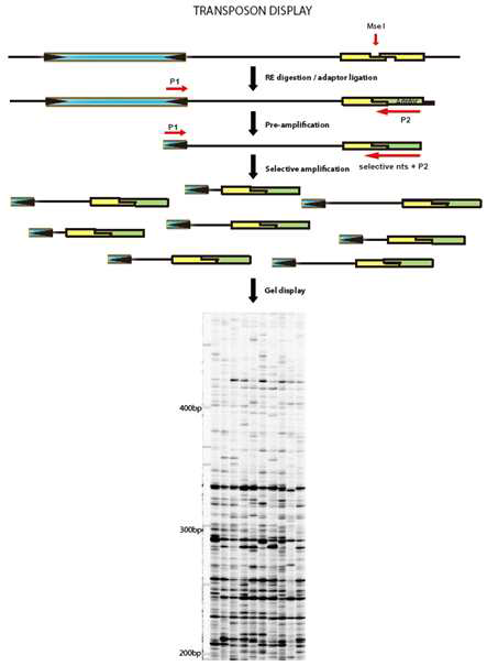 전이인자들의 insertion polymorphism에 의한 다형성 창출 기법인 transposon display 기법의 모식도.