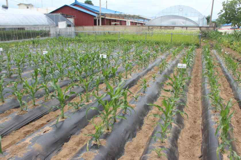 6월 17일 춘천농업기술센터 옥수수 재배시험장