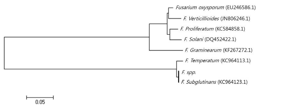 stalk rot을 일으키는 분리 균주 Fusarium sp.의 EF1 site phylogenetic tree.