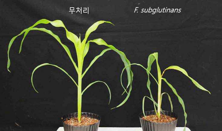 분리·동정된 Fusarium subglutinans 접종 실험.