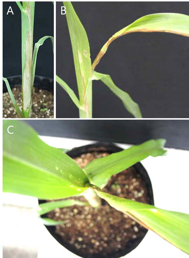 실내에서 접종된 Fusarium subglutinans 옥수수 병징. A: 줄기, B: 잎, C: 잎집.